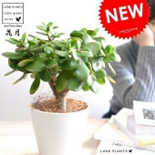 <br><br>�ڤ���� ���ͥΥʥ륭�ʲַ�����ġ� �� �ץ饹���å�ȭ 4�� <br>���ͥΥʥ륭 ��Τʤ��� ������ �٥󥱥����� ¿����ʪ ¿���� ¿�� ��<br>ȭ���� �� ���� ���տ�ʪ ����󥳥� �ե��٥˥٥󥱥� ����۷� ������