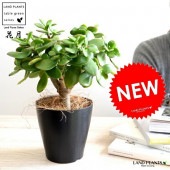 <br><br>�ڤ���� ���ͥΥʥ륭�ʲַ�����ġ� ���� �ץ饹���å�ȭ 4�� <br>���ͥΥʥ륭 ��Τʤ��� ������ �٥󥱥����� ¿����ʪ ¿���� ¿�� <br>ȭ���� �� ���� ���տ�ʪ ����󥳥� �ե��٥˥٥󥱥� ����۷� ������