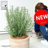 <br><br>�������ޥ꡼ȭ���� �ǥ�������ɤ� �ƥ饳�å�ȭ <br>Ω�� �� ���� �������ޥ� �Ǿ� ƫ�� <br>�֥饦�� �� �㿧 �١����� ����