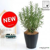 <br><br>�ڤ���� �������ޥ꡼ 4�� �ʹ����� �ץ饹���å�ȭ <br>Ω�� �ϡ��� ȭ���� �� ���� <br>�ץ�ȭ �� �֥�å� �� ���տ�ʪ rosemary