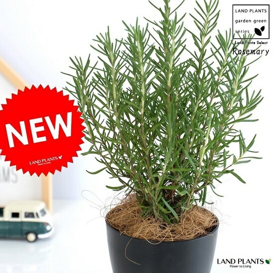 りんごページ　8号ローズマリー　鉢植え済み　高さ90センチ ローズマリー 立性 8号鉢サイズ 黒色 セラアート鉢 鉢植え