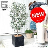 <br><br>���꡼�� �ʹ����� �ե����С� ���塼�� ƫ��ȭ ȭ�����ڥ����ե����С���������� <br>���� ��Ω�� �ȥͥꥳ FIBER CLAY�ʥե����С����쥤�� <br>ȭ �� �� �֥�å� ������ �ͳ� �������� <br>�� ���� �緿 ���� ���տ�ʪ ����̵�� ���꡼�֤���