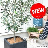 <br><br>���꡼�֤��� �ʥ֥�å��˥ե����С� ���塼��  ƫ��ȭ ȭ�����ڥ����ե����С���������� <br>���� ��Ω�� �ȥͥꥳ FIBER CLAY�ʥե����С����쥤�� <br>ȭ �� �� ���� ������ �ͳ� �������� <br>�� ���� �緿 ���� ���տ�ʪ ����̵�� ���꡼��