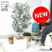 <br><br>���꡼�� ���򿧡� �ե����С� ���塼�� ƫ��ȭ ȭ�����ڥ����ե����С���������� <br>���� ��Ω�� �ȥͥꥳ FIBER CLAY�ʥե����С����쥤�� <br>ȭ �� �ۥ磻�� ������ �ͳ� �������� <br>�� ���� �緿 ���� ���տ�ʪ ����̵�� ���꡼�֤���