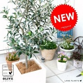 <br><br>���꡼�֤��� ���򿧡� �ե����С� ���塼��  ƫ��ȭ ȭ�����ڥ����ե����С���������� <br>���� ��Ω�� �ȥͥꥳ FIBER CLAY�ʥե����С����쥤�� <br>ȭ �� �ۥ磻�� ������ �ͳ� �������� <br>�� ���� �緿 ���� ���տ�ʪ ����̵�� ���꡼��