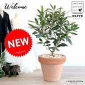 <br><br>���꡼�� �����ꥢ�� �ƥ饳�å� �ʥ���󥸡��Ǿ�ȭ <br>����ȭ ���꡼�֤��� �� ���� ȭ ����  <br>���տ�ʪ ����̵�� ���� ���� �뺧��