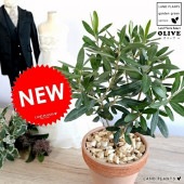 <br><br>���꡼�� �ʥ���󥸡� �����ꥢ�� �ƥ饳�å� �Ǿ�ȭ <br>����ȭ ���꡼�֤��� �� ���� ȭ ����  <br>���տ�ʪ ����̵�� ���� ���� �뺧��