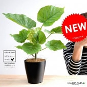 <br><br>�ڤ���� ����٥顼�� ���� �ץ饹���å�ȭ 4�� <br>(��) ��奵���� ȭ���� ȭ �� ���� ���տ�ʪ <br>�� �֥�å� �饦��� ��