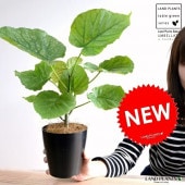 <br><br>����٥顼�� ���� �ץ饹���å�ȭ 4�� <br>(��) ��奵���� ȭ���� ȭ �� ���� ���տ�ʪ <br>�� �֥�å� �饦��� �� ���