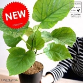 <br><br>����٥顼�� 4�� �ץ饹���å�ȭ ���� <br>(��) ��奵���� ȭ���� ȭ �� ���� ���տ�ʪ <br>�� �֥�å� �饦��� �� �ڤ����