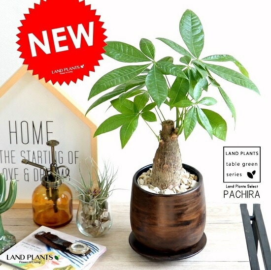 太めの幹ぐ個性的★パキラ　6号　観葉植物 観葉植物 パキラ 6号 極太 プラスチック鉢 | 観葉植物ならHitoHana