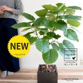 <br><br>����٥顼���ʼ��������� �֥�å� �ե����С� ���塼�ַ� ƫ��ȭ�ʼ����դ��ˡʥС������åס� <br>�ե���������٥顼�� �ե����� ����Υ� ������� <br>���ࣳ��͵��ե����� ȭ���� ȭ ƫ�� �緿 <br>�� ���� ���졼 �� �ͳ� �������� ���տ�ʪ ����̵��