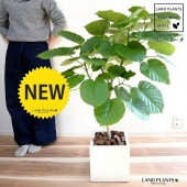 <br><br>����٥顼���ʼ��������� �� �ե����С�  ���塼�ַ� ƫ��ȭ�ʼ����դ��ˡʥС������åס� <br>�ե���������٥顼�� �ե����� ����Υ� ������� <br>���ࣳ��͵��ե����� ȭ���� ȭ ƫ�� �緿 <br>�� �ۥ磻�� �� �ͳ� �������� ���տ�ʪ ����̵��