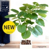 <br><br>����٥顼���ʼ��������� �� �ե����С�  ���塼�ַ� ƫ��ȭ�ʼ����դ��ˡʥС������åס� <br>�ե���������٥顼�� �ե����� ����Υ� ������� <br>���ࣳ��͵��ե����� ȭ���� ȭ ƫ�� �緿 <br>�� �ۥ磻�� �� �ͳ� �������� ���տ�ʪ ����̵��