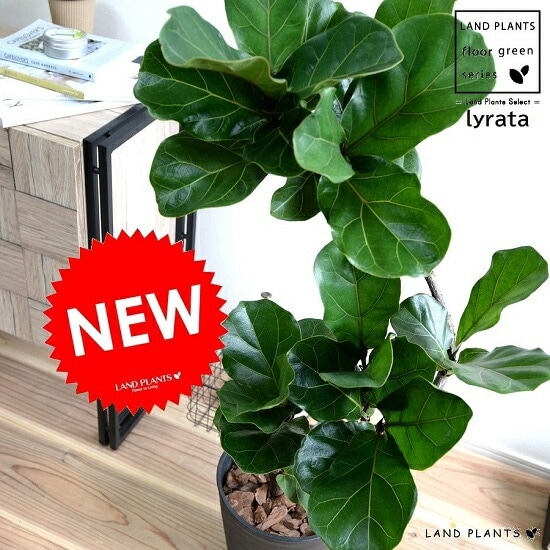 フィカス カシワバ バンビーノ 10号