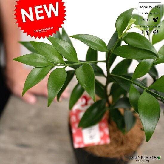 観葉植物神木 鉢 鉢植え 苗 苗木2個セット 観葉植物神木 鉢 鉢植え 苗 苗木2個セット
