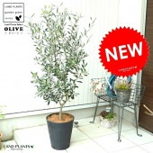 <br><br>���꡼�� 8�� �ʹ����� ���饢����ȭ ȭ�����ڥ����ե����С���������� <br>���꡼�֤��� �� ���� ȭ �� �֥�å� �ץ饹���å� <br>�緿 �����䥷�ե����С� ���տ�ʪ