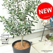 <br><br>���꡼�� �ʹ����� ���饢����ȭ 8�極����  ȭ�����ڥ����ե����С���������� <br>���꡼�֤��� �� ���� ȭ �� �֥�å� �ץ饹���å� <br>�緿 �����䥷�ե����С� ���տ�ʪ