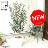 <br><br>���꡼�� 8�� ���򿧡� ���饢����ȭ ȭ�����ڥ����ե����С���������� <br>���꡼�֤��� �� ���� ȭ �� �ۥ磻�� �ץ饹���å� <br>�緿 �� �����䥷�ե����С� ���տ�ʪ