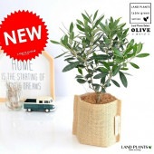 <br><br>���꡼�� ���� ���ɿ����� ȭ���С����åȡڥ����ե����С���������� <br>����ȭ ���꡼�֤��� �١����� ���� �� Cannabis <br>���տ�ʪ �� ����