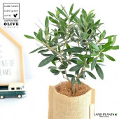 <br><br>���꡼�� ���� ���ɿ����� ȭ���С����åȡڥ����ե����С���������� <br>����ȭ ���꡼�֤��� �١����� ���� �� Cannabis <br>���տ�ʪ �� ���� �����䥷�ե����С�