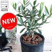 <br><br>���꡼�֤��� ���� �⥹�ݥå� ���������� �ƥ饳�å��ʥС������åס� <br>����ȭ ���꡼���� ���� ȭ ���� �Ǿ� <br>���տ�ʪ ���� ���� �뺧�� ����̵�� <br>�� �� ���졼 �֥�å� �� �饦���