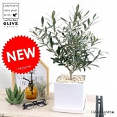 <br><br>���꡼�� ���򿧡� �淿 ���塼�ַ� ƫ��ȭ �ͥ����� <br>����ȭ ���꡼�֤��� �� ���� ȭ ���� <br>���տ�ʪ ���� ���� �뺧�� <br>�� �ۥ磻�� �������� �ͳ� ������