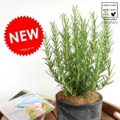 <br><br>�������ޥ꡼ ���� �⥹�ݥå� ���������� �ƥ饳�å�ȭ�ڥ����ե����С���������� <br>MOSSPOT �Ǿ� ƫ��ȭ ȭ���� ƫ�� �� �֥�å� ���졼 ���� �� <br>�� ���� �� Ω�� �ϡ��� �ޥ�ͥ���� ��ų�� ���Τ����� <br>���տ�ʪ ����