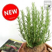 <br><br>�������ޥ꡼ �㿧 �⥹�ݥå� ���������� �ƥ饳�å�ȭ�ڥ����ե����С���������� <br>MOSSPOT �Ǿ� ƫ��ȭ ȭ���� ƫ�� �� �֥饦�� ����� �� <br>�� ���� �� Ω�� �ϡ��� �ޥ�ͥ���� ��ų�� ���Τ����� <br>���տ�ʪ ����