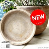 <br><br>�ڼ������� ���� ľ�¡�20.5cm ƫ���� �㿧 �ʥ��å��� �饦����ѡ� <br>�ڼ���������� ƫ�� ƫ��ȭ �� ���� �������� ������ <br>�ڿ�ʪ��ȭ����°�ʤ��� �� �㿧 �֥饦�� �١����� �� �ݷ� 8�� 7�� ���տ�ʪ
