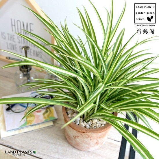 オリヅルラン オリヅルラン(折鶴蘭)の植え替え｜時期や方法、どんな土を使えばいい