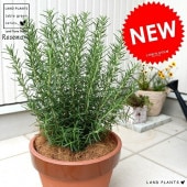 <br><br>�������ޥ꡼ �Τʤ���� ƫ��ȭ �ʾ��� �̲�ȭ�� ���� <br>Ω�� ȭ���� �� ���� �������ޥ� �ϡ��� �ϡ��� �ȥ��ʥ� ��� <br>ƫ�� �֥饦�� ����� �� �����䥷�ե����С�