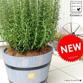 <br><br>�������ޥ꡼ ���åɥХ�� �ץ�󥿡� �ʳ����� <br>Ω�� ȭ���� �� ���� �������ޥ� �ϡ��� �ϡ��� <br>�����ץ�󥿡� �� ���졼 �����䥷�ե����С� ���տ�ʪ ����̵��