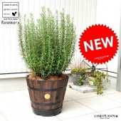 <br><br>�������ޥ꡼ ���åɥХ�� �ץ�󥿡� ���㿧�� <br>Ω�� ȭ���� �� ���� �������ޥ� �ϡ��� �ϡ��� <br>�����ץ�󥿡� �� �֥饦�� �����䥷�ե����С� ���տ�ʪ ����̵��