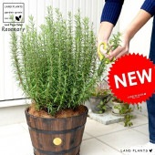 <br><br>�������ޥ꡼ ���åɥХ�� �ץ�󥿡� ���㿧�� <br>Ω�� ȭ���� �� ���� �������ޥ� �ϡ��� �ϡ��� <br>�����ץ�󥿡� �� �֥饦�� �����䥷�ե����С� ���տ�ʪ ����̵��