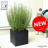 <br><br>�������ޥ꡼���緿�� ���� �ե����С� ���塼�� ƫ��ȭ ȭ���� <br>���� ��Ω�� �ȥͥꥳ FIBER CLAY�ʥե����С����쥤�� <br>ȭ �� �� �֥�å� ������ �ͳ� �������� �� ���� �緿 ���� ���տ�ʪ <br>Ω�� ȭ���� �� ���� �������ޥ� �ϡ��� �ϡ��� ����̵��