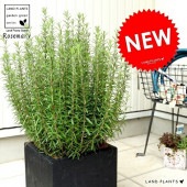 <br><br>�������ޥ꡼���緿�� ���� �ե����С� ���塼�� �ݥå� ȭ���� <br>���� ��Ω�� �ȥͥꥳ FIBER CLAY�ʥե����С����쥤�� <br>ȭ �� �� �֥�å� ������ �ͳ� �������� �� ���� �緿 ���� ���տ�ʪ <br>Ω�� ȭ���� �� ���� �������ޥ� �ϡ��� �ϡ��� ����̵��