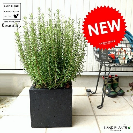 br><br>ローズマリー（大型） ファイバー キューブ ポット 黒色 鉢植え