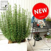 <br><br>�������ޥ꡼ ���򿧡� �ե����С� ���塼�� �ݥå� ȭ���� <br>���� ��Ω�� �ȥͥꥳ FIBER CLAY�ʥե����С����쥤�� <br>ȭ �� �ۥ磻�� ������ �ͳ� �������� �� ���� �緿 ���� ���տ�ʪ <br>Ω�� ȭ���� �� ���� �������ޥ� �ϡ��� �ϡ��� ����̵��