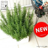 <br><br>�������ޥ꡼ ���򿧡� �ե����С� ���塼�� �ݥå� ȭ���� <br>���� ��Ω�� �ȥͥꥳ FIBER CLAY�ʥե����С����쥤�� <br>ȭ �� �ۥ磻�� ������ �ͳ� �������� �� ���� �緿 ���� ���տ�ʪ <br>Ω�� ȭ���� �� ���� �������ޥ� �ϡ��� �ϡ��� ����̵��