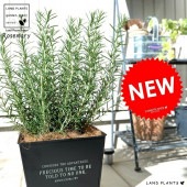 <br><br>�������ޥ꡼ �ۥ磻�ȥ����� ���� ���������� �֥ꥭ�ݥå� <br>ȭ �� �� �֥�å� �ͳ� �������� �� ���� Ω�� ���տ�ʪ <br>Ω�� ȭ���� �� ���� �������ޥ� �ϡ��� �ϡ��� ����̵��