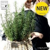 <br><br>�������ޥ꡼ �ݤäƤ�İ����ʼ꿥��Х����åȡ� �Х롼�� ȭ���С� <br>Ω�� ȭ���� �� ���� �������ޥ� �ϡ��� �ϡ��� <br>���� ���� �Х����å� �饿�� �� ϶ �� �֥饦�� �١����� �����䥷�ե����С�