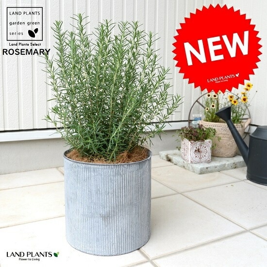 br><br>ローズマリー 5号 アルミ製 鉢カバーセット （縦すじ）<br