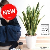 <br><br>���󥹥٥ꥢ �ʥ������ƥ����� �� ���饢����ȭ 8�� <br>ȭ���� ȭ �� ���� ���󥻥٥ꥢ <br>�� �ۥ磻�� �饦��� �� ���տ�ʪ ����̵��