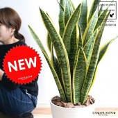 <br><br>���󥹥٥ꥢ �ʥ������ƥ����� �� ���饢����ȭ 8�� <br>ȭ���� ȭ �� ���� ���󥻥٥ꥢ <br>�� �ۥ磻�� �饦��� �� ���տ�ʪ ����̵��