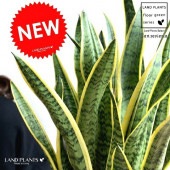 <br><br>���󥹥٥ꥢ �ʥ������ƥ����� 8�� ���饢����ȭ �� <br>ȭ���� ȭ �� ���� ���󥻥٥ꥢ <br>�� �ۥ磻�� �饦��� �� ���տ�ʪ ����̵��