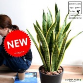 <br><br>���󥻥٥ꥢ �������ƥ��� �ʹ����� ���饢����ȭ 8�� <br>ȭ���� �緿 ȭ �� ���� ���󥹥٥ꥢ <br>�� �֥�å� �饦��� �� ���տ�ʪ ����̵��