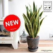 <br><br>���󥹥٥ꥢ �ʥ������ƥ����� ���� ���å��� �饦���ƫ��ȭ <br>ȭ���� �緿 ȭ �� ���� ���󥻥٥ꥢ <br>�� �֥�å� ���� �饦��� �� ���տ�ʪ ����̵��