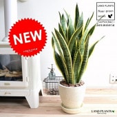 <br><br>���󥹥٥ꥢ �ʥ������ƥ����� ���꡼�࿧ ���å��� �饦���ƫ��ȭ <br>ȭ���� �緿 ȭ �� ���� ���󥻥٥ꥢ <br>�� �ۥ磻�� ���եۥ磻�� �饦��� �� ���տ�ʪ ����̵��