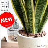 <br><br>���󥹥٥ꥢ �ʥ������ƥ����� ���å��� �饦���ƫ��ȭ ���꡼�࿧ <br>ȭ���� �緿 ȭ �� ���� ���󥻥٥ꥢ <br>�� �ۥ磻�� ���եۥ磻�� �饦��� �� ���տ�ʪ ����̵��